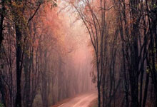 葡萄牙vs丹麦首发阵容会有哪些看点?